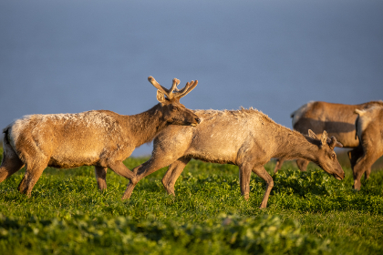 斯巴达克斯第四季
