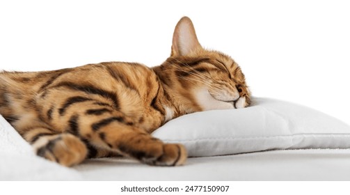 99久热这里精品免费