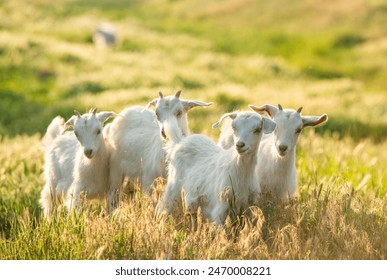 VIP云播放器：畅享高清视听盛宴，随时随地尽情播放